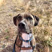 Thumbnail photo of Shai  #4