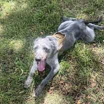 Thumbnail photo of Ruger #1