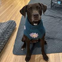 Thumbnail photo of Vivenne- No more applications please! #1