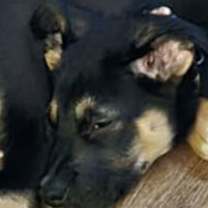 Thumbnail photo of NAAN #2