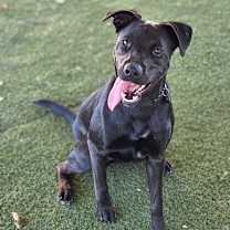 Thumbnail photo of Almond Joy #2