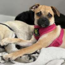 Thumbnail photo of Candace #2