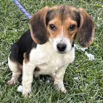 Thumbnail photo of Mike - Monsters Inc puppies #4