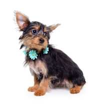 Thumbnail photo of MITZI #3