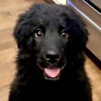 Thumbnail photo of HOVIS #2