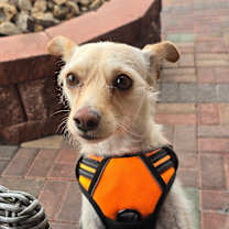 Thumbnail photo of Maya #1