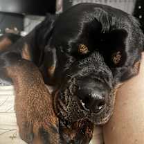 Thumbnail photo of Ramsay #2