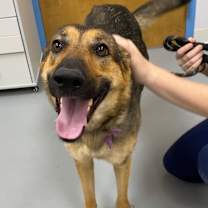 Thumbnail photo of Luna #1