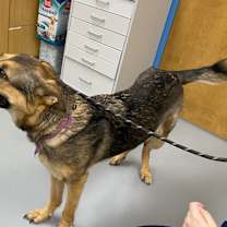 Thumbnail photo of Luna #2