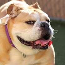 Thumbnail photo of Roxy #1