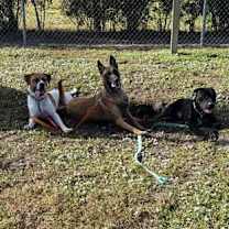 Thumbnail photo of Xavier (Marley) #2