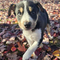 Thumbnail photo of Whiskey *adoption pending #1