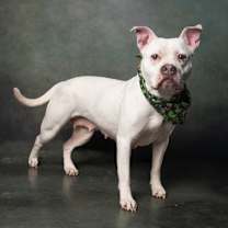 Thumbnail photo of Dior #3