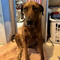 Thumbnail photo of Lala #1