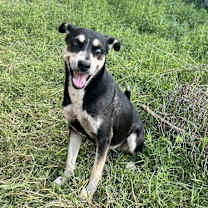 Thumbnail photo of Lily #1