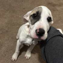 Thumbnail photo of Olive #1