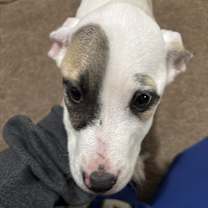 Thumbnail photo of Olive #3