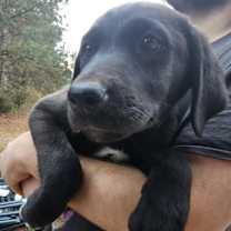 Thumbnail photo of Caspian #1