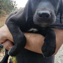 Thumbnail photo of Caspian #2