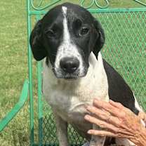 Thumbnail photo of Jemma - stray J litter of 9 #4