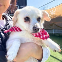 Thumbnail photo of Rosa-Adopted! #3