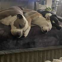 Thumbnail photo of CLYDE #2