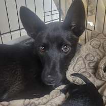 Thumbnail photo of Nisha #1