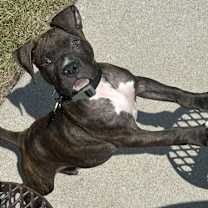 Thumbnail photo of Rocket #1