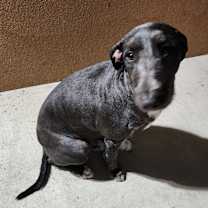 Thumbnail photo of Fatboy (Male 1) #3