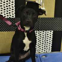 Thumbnail photo of Sweet pea #3