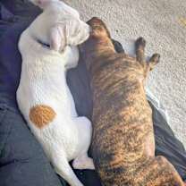 Thumbnail photo of Zeus Alexander Brown #3