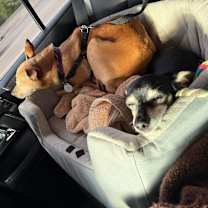 Thumbnail photo of Nala Panera #4