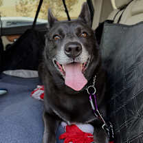 Thumbnail photo of Smiley MILEY - Fostered in LOS ANGELES #2