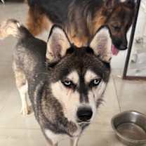 Thumbnail photo of SADAF (Mid-East) yo #4