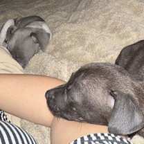 Thumbnail photo of McKenzie McKinney PupPup #4