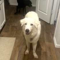 Thumbnail photo of Henry SAT #2