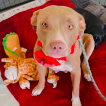 Thumbnail photo of Mocca #1