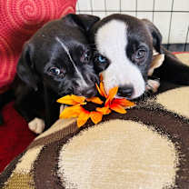 Thumbnail photo of Latte #2