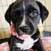 Thumbnail photo of Latte #3