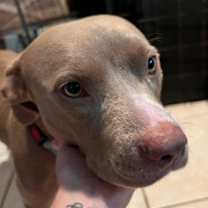 Thumbnail photo of Mocca #3