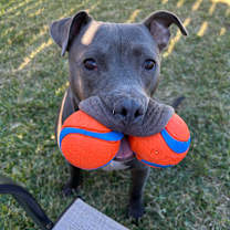 Thumbnail photo of Beluga Blueberry Bingus Jr (“Blue”) #2