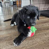 Thumbnail photo of Coltrievers #1