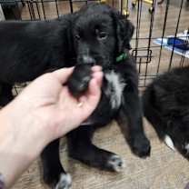 Thumbnail photo of Coltrievers #3