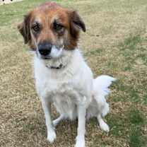 Thumbnail photo of Pyper #1