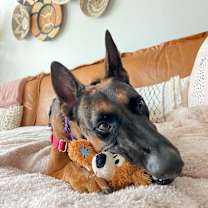 Thumbnail photo of Rex #4