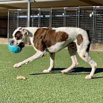 Thumbnail photo of Macho #4