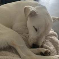 Thumbnail photo of Rox #3