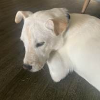 Thumbnail photo of Rox #4