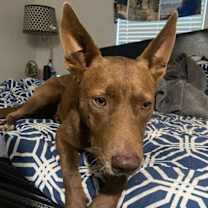 Thumbnail photo of Scout #4