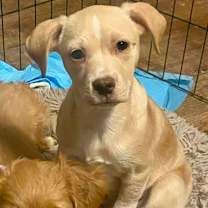 Thumbnail photo of Ruffles #1